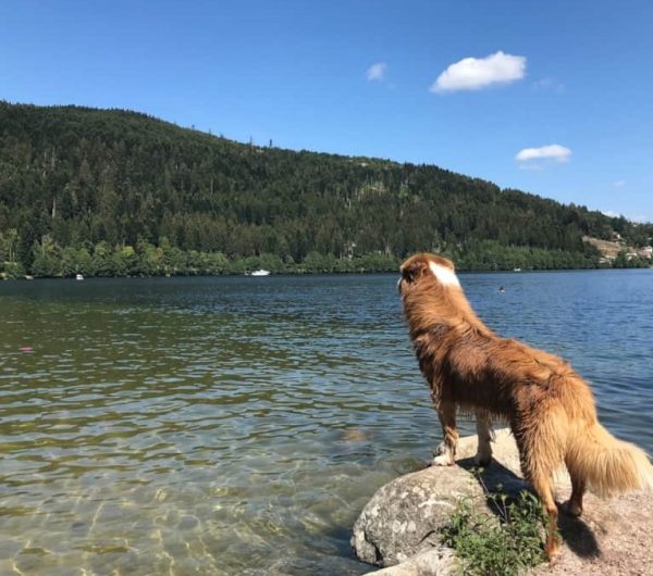 Cachorro à beira do lago perto de Cottage Jasper by Roof n'Woof nos Vosges no Grand Est em Tholy