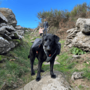 labrador qui porte le sac de bât de Decathlon en test