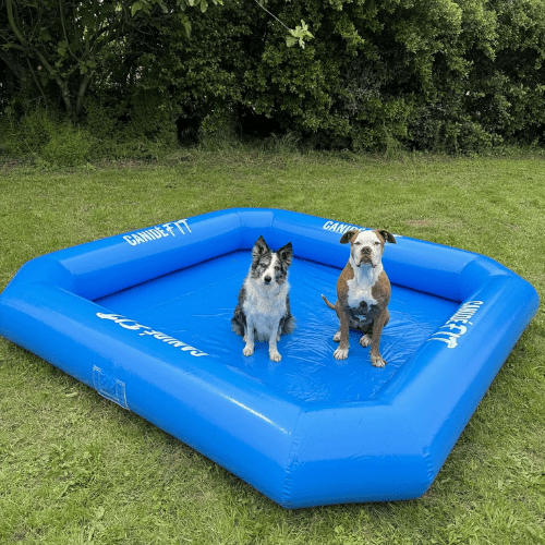 deux chiens dans la piscine la mieux notée : CanidéFit