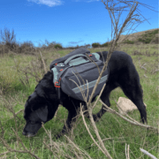 ce chien porte le harnais sac à dos pour chien en prototype chez Decathlon