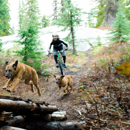 sortie vtt avec un chien depuis le domaine center parcs