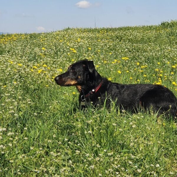 le chien du mas des iles en provence