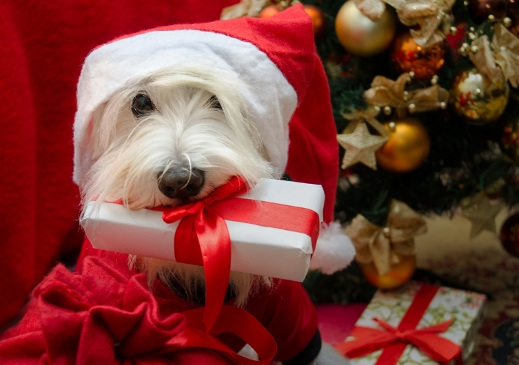 Los mejores regalos de Navidad para tu perro