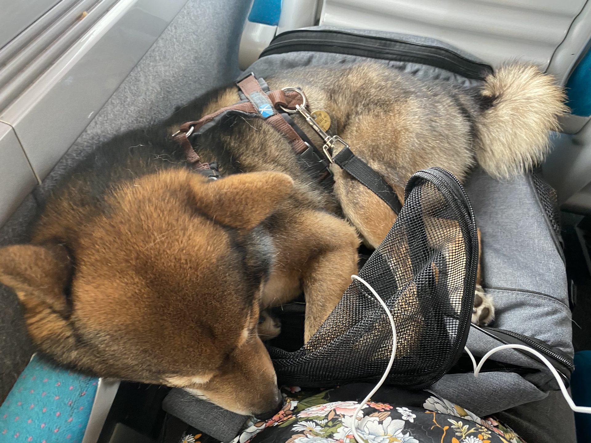 voyager train avec chien