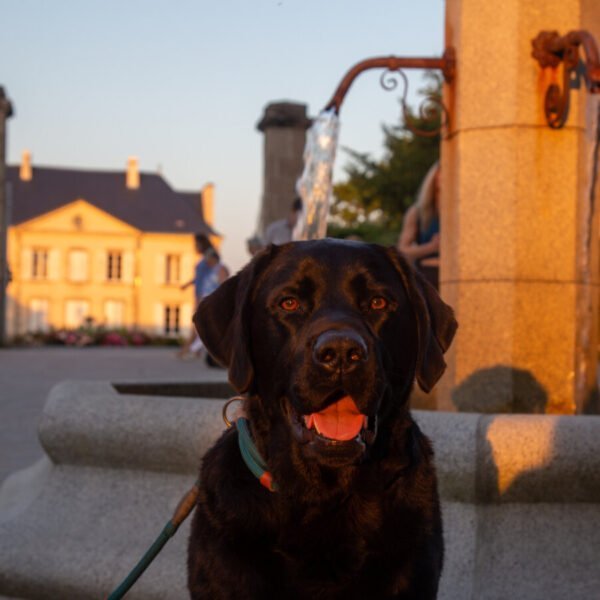 un joli chien noir au castel camping la garangeoire