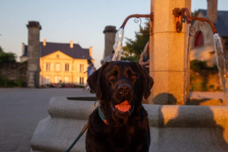 un joli chien noir au castel camping la garangeoire