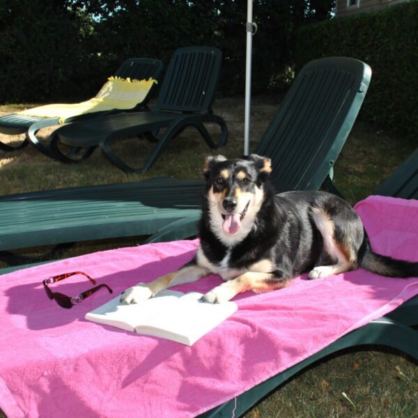 un chien sur un transat qui profite de ses vacances au castel camping la garangeoire