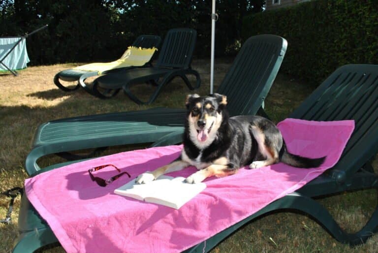 un chien sur un transat qui profite de ses vacances au castel camping la garangeoire
