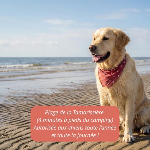 photo d'un chien golden sur la plage de la Tamarissière à Agde. Plage autorisée aux chiens toute l'année dans l'Hérault