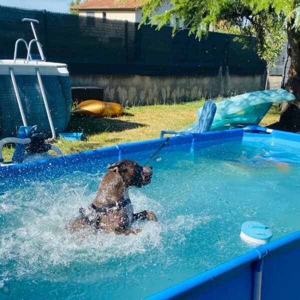 Chiens acceptés en piscine à la Maison de la Passion Animale à Aureilhan dans les Landes en Nouvelle Aquitaine