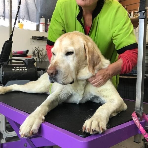 Chiens acceptés à la Maison de la Passion Animale à Aureilhan dans les Landes en Nouvelle Aquitaine
