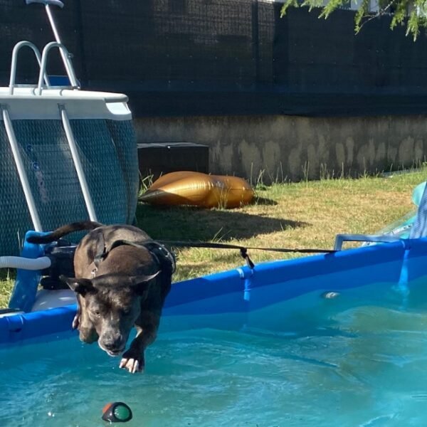 Chiens acceptés en piscine à la Maison de la Passion Animale à Aureilhan dans les Landes en Nouvelle Aquitaine