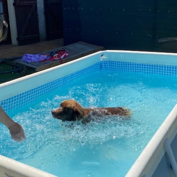 Chiens acceptés en piscine à la Maison de la Passion Animale à Aureilhan dans les Landes en Nouvelle Aquitaine