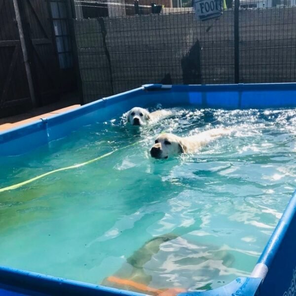 Chiens acceptés en piscine à la Maison de la Passion Animale à Aureilhan dans les Landes en Nouvelle Aquitaine