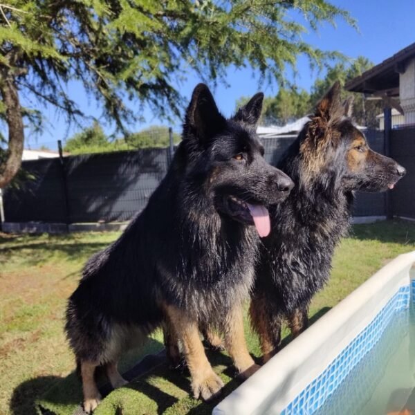 Chiens acceptés en piscine à la Maison de la Passion Animale à Aureilhan dans les Landes en Nouvelle Aquitaine