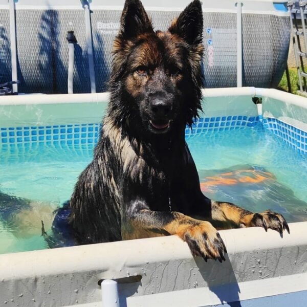 Chiens acceptés en piscine à la Maison de la Passion Animale à Aureilhan dans les Landes en Nouvelle Aquitaine