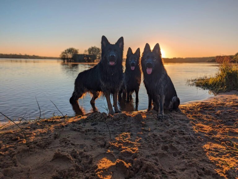 Chiens au bord de l'eau proche de la Maison de la Passion Animale à Aureilhan dans les Landes en Nouvelle Aquitaine