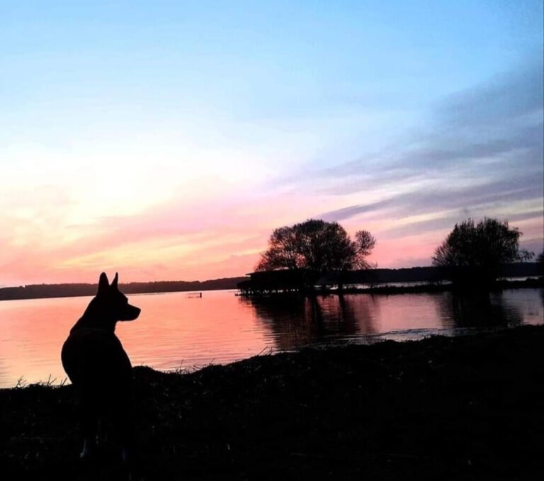 Chien au bord de l'eau près de Maison de la Passion Animale à Aureilhan dans les Landes en Nouvelle Aquitaine