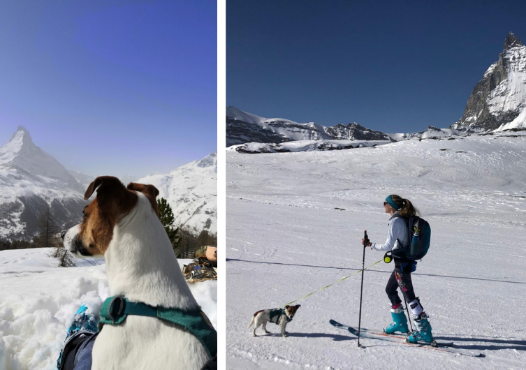 Besuchen Sie Zermatt in der Schweiz mit Ihrem Hund