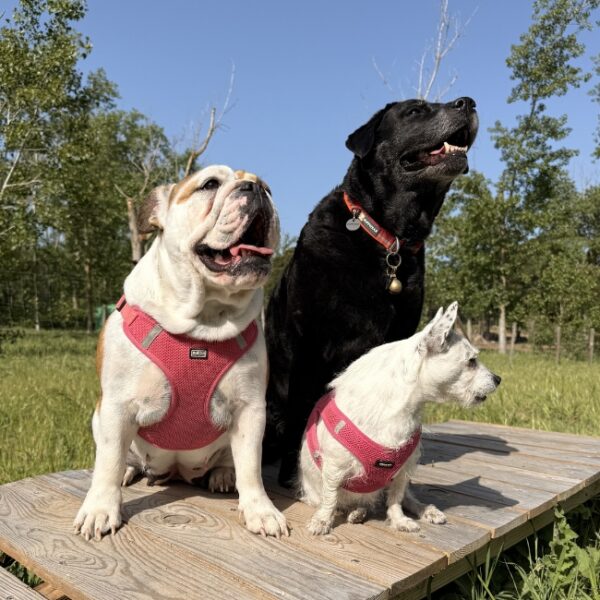 Camping Homair Domaine la Yôle - vacances avec son chien à Valras dans l'Hérault - EmmèneTonChien.com