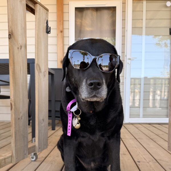 Camping Homair Domaine la Yôle - vacances avec son chien à Valras dans l'Hérault - EmmèneTonChien.com