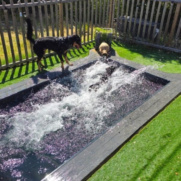 Piscine pour chiens au Camping l'Escale Occitane dans l'Aude à Alzonne dans le Sud de la France