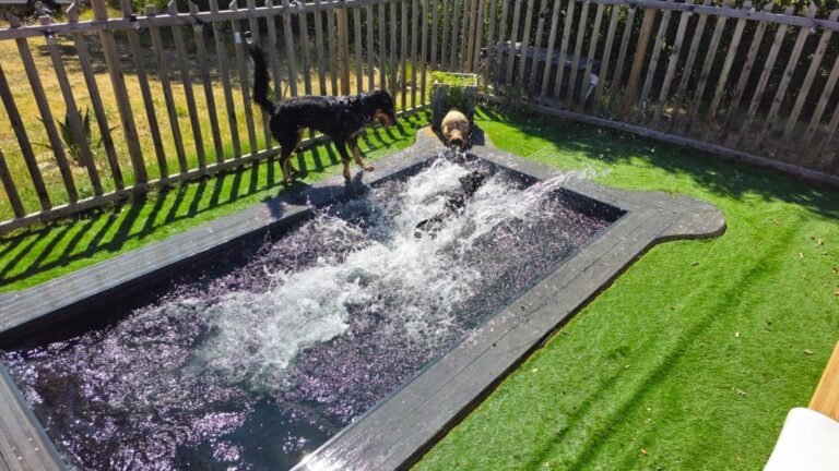 Piscine pour chiens au Camping l'Escale Occitane dans l'Aude à Alzonne dans le Sud de la France