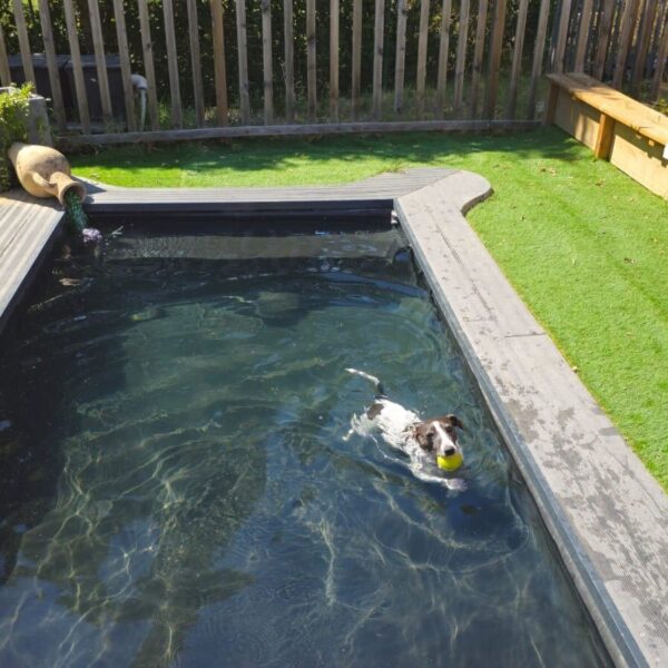 Piscine pour chiens au Camping l'Escale Occitane dans l'Aude à Alzonne dans le Sud de la France
