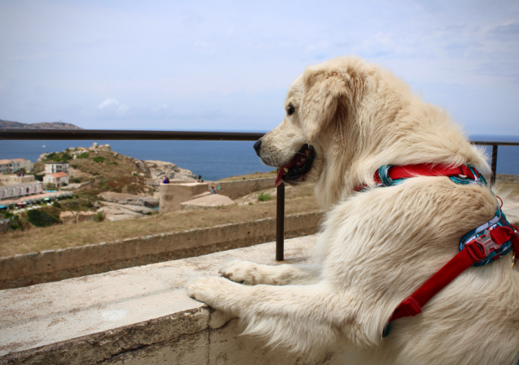 Visita il sud della Corsica con il tuo cane