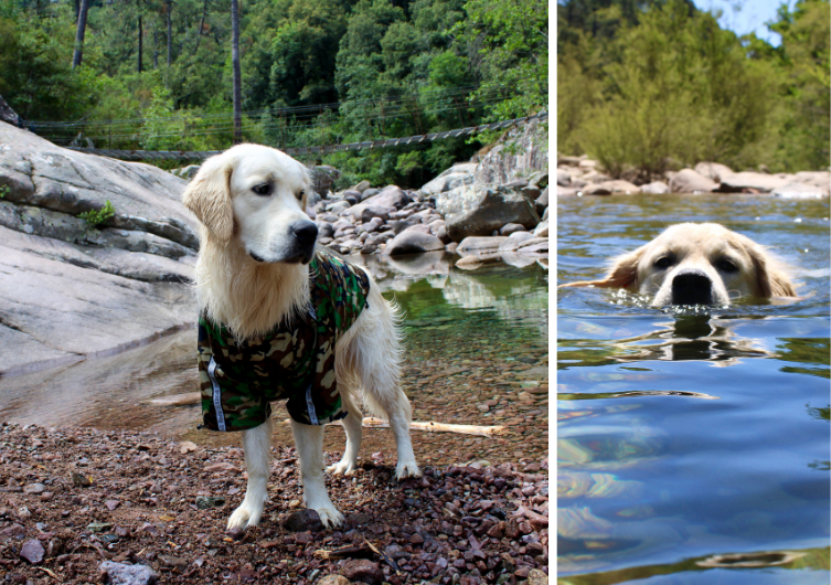 Entdecken Sie den Süden Korsikas mit Ihrem Hund