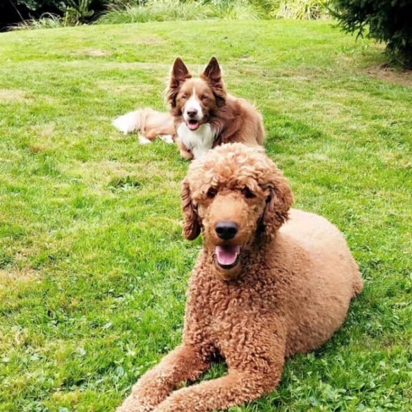 2 chiens devant l'étang du Gîte La Heckeliere à La Houssière dans les Vosges daas la région Grand Est