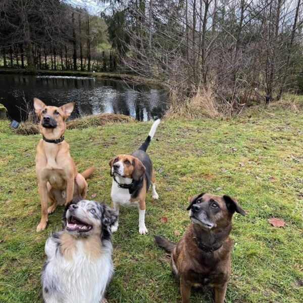 4 chiens devant l'étang du Gîte La Heckeliere à La Houssière dans les Vosges daas la région Grand Est