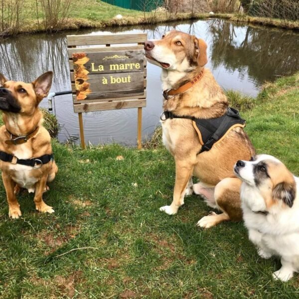 3 chiens devant l'étang du Gîte La Heckeliere à La Houssière dans les Vosges daas la région Grand Est