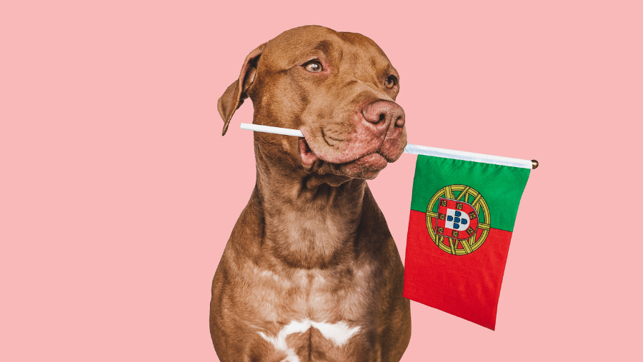 Vá para Portugal com seu cachorro