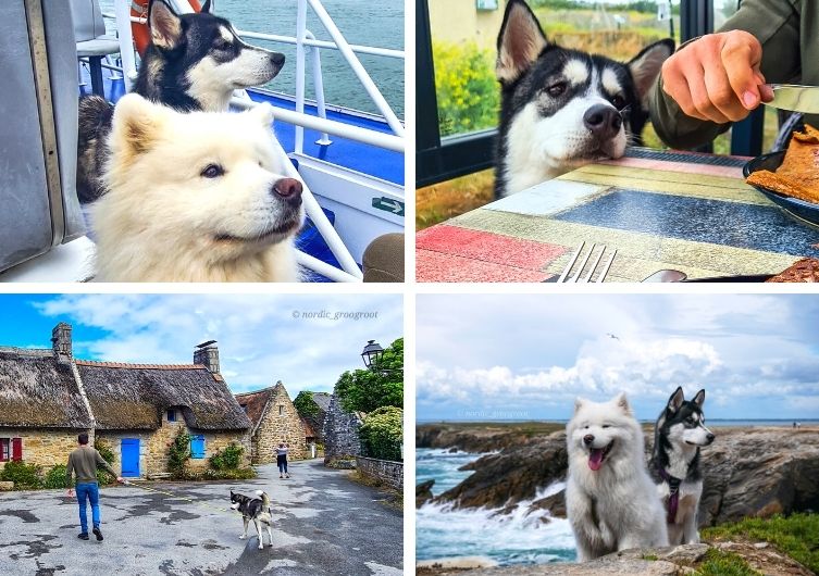 Machen Sie mit Ihrem Hund Urlaub in der Bretagne