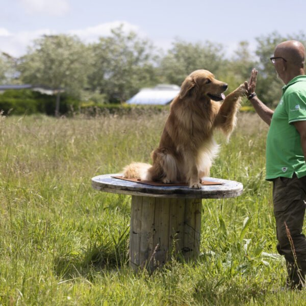 Golden retriever qui donne la patte dans un champ au Camping Sites et Paysages LA TORCHE - Finistère - Bretagne - Plomeur - Animaux acceptés - Chiens acceptés - EmmèneTonChien.com