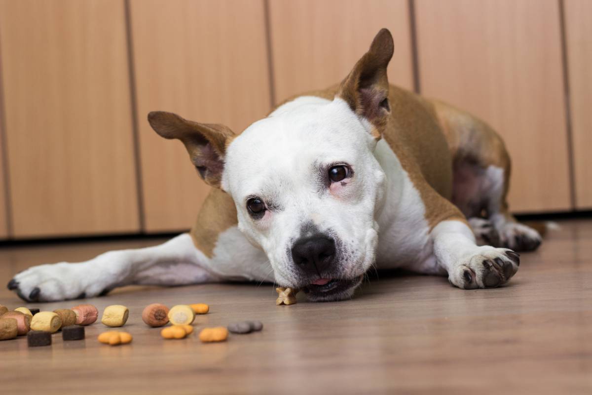 The food that dogs digest the best