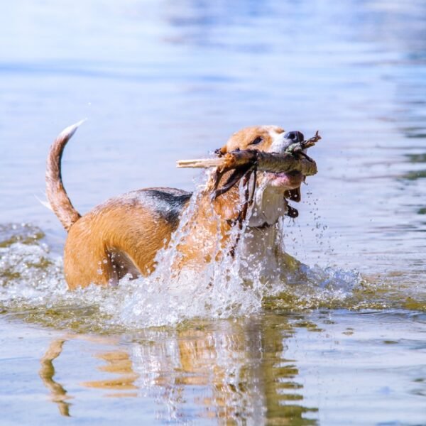 Hond speelt in een rivier in de Aude in Occitanie