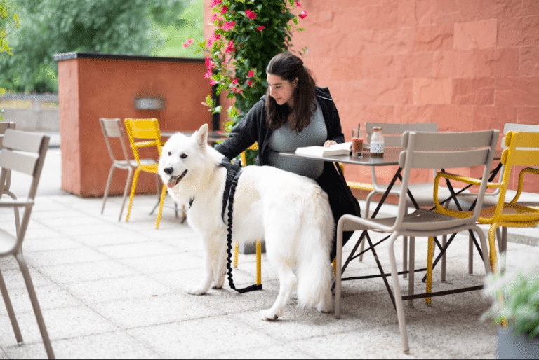 un chien blanc à l'hôtel Novotel suite rouen Normandie où les chiens sont les bienvenus.