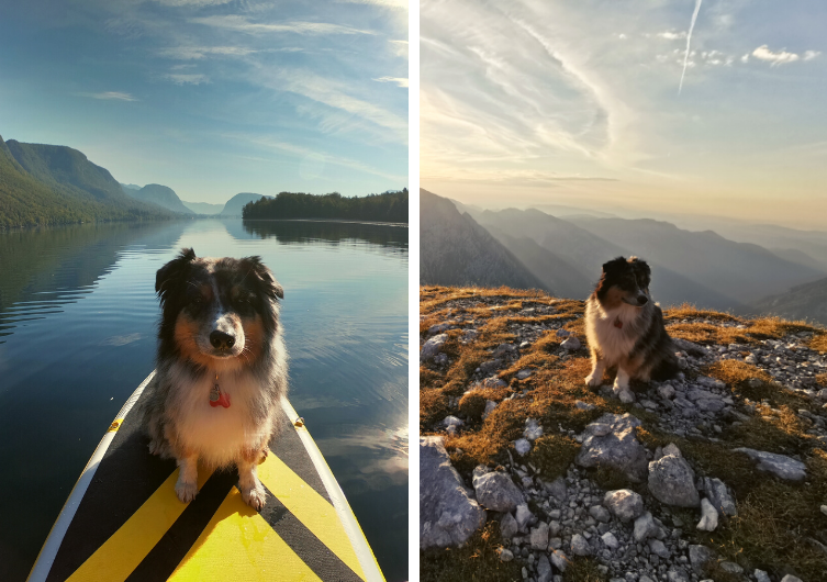 Des vacances en Slovénie avec son chien