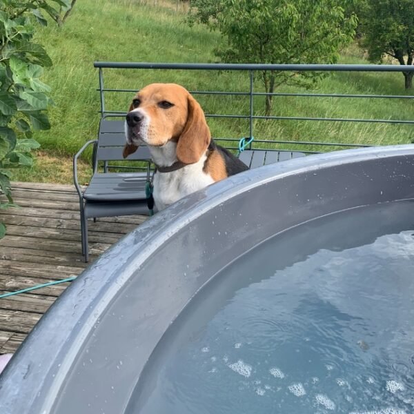 un beagle devant le spa dans la location meublé le cocon dans le Beaujolais