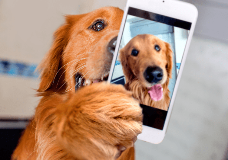 Your dog: the star of your holiday photo album