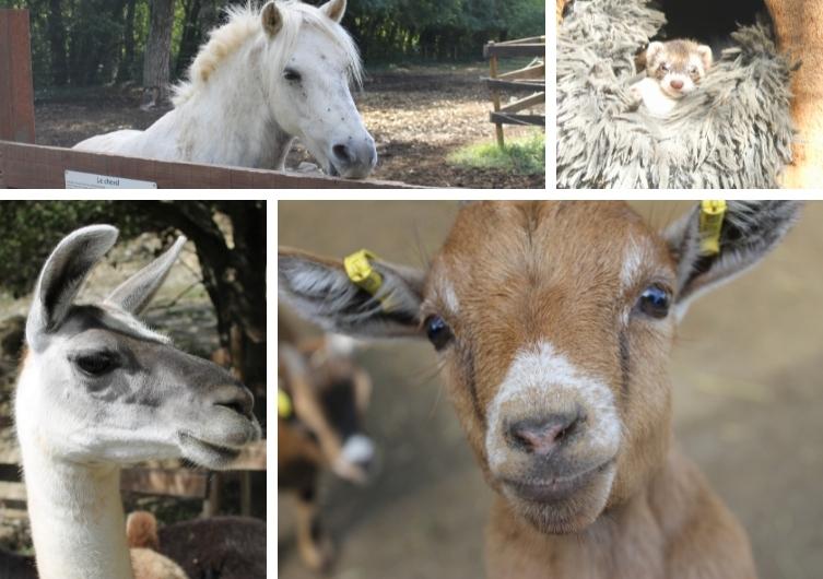 Visiter des parcs animaliers en Ardèche avec son chien