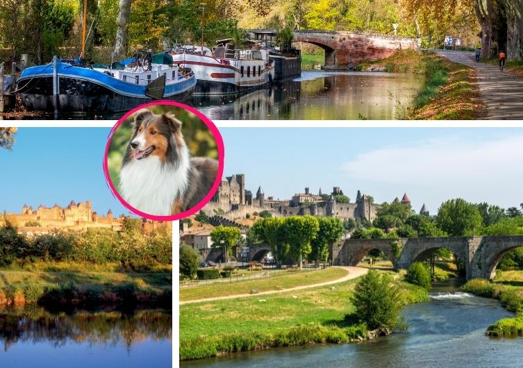 Vacances à Carcassonne avec son chien
