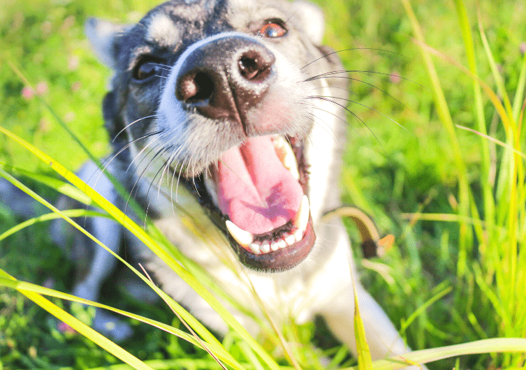 A focinheira canina: em que casos é obrigatória?