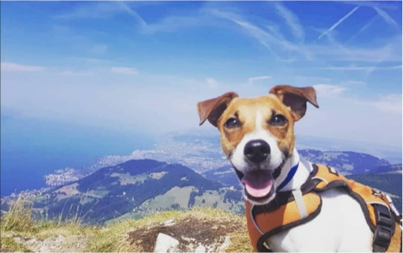 hiking-in-switzerland-with-your-dog-lake-leman-emmenetonchien