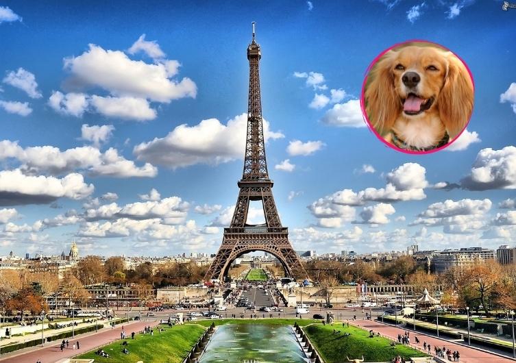 Tout savoir pour visiter Paris avec un chien !