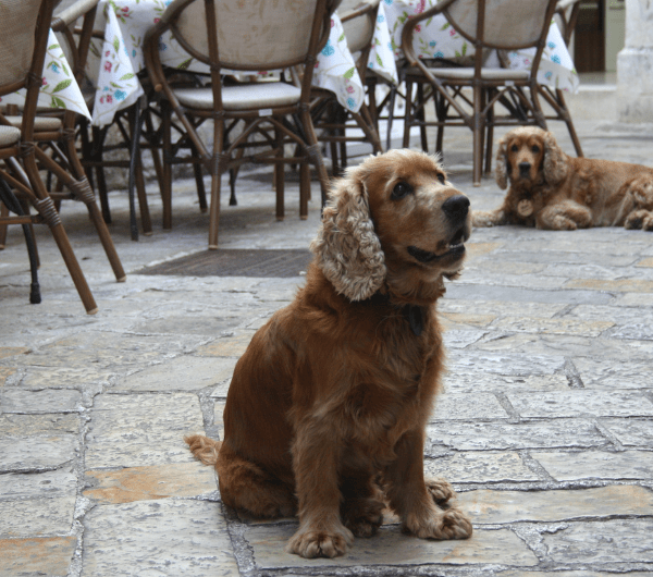 restaurant, chiens autorisés, terrasse, Le Magnolia, Cucq, Pas-de-Calais, Hauts-de-France