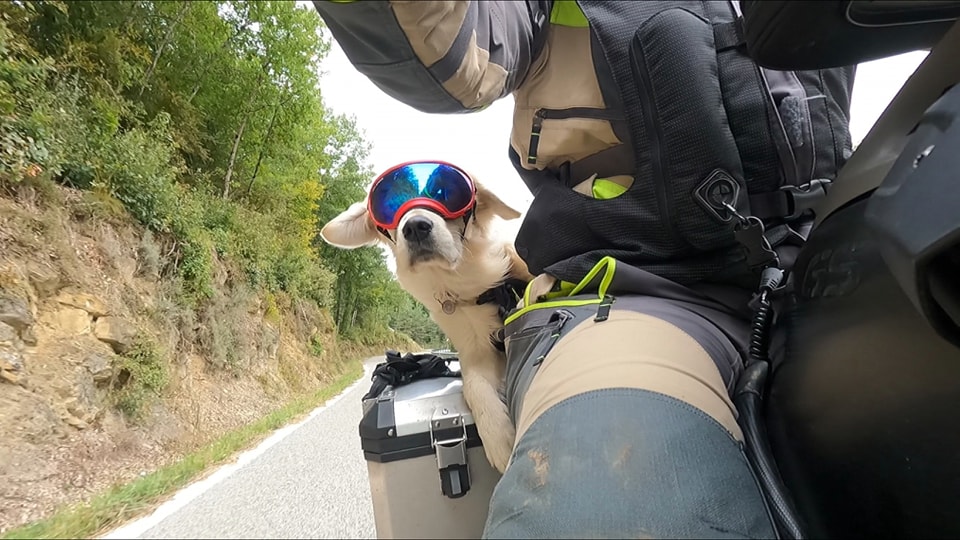 Come portare il cane in moto: come farlo e normativa 
