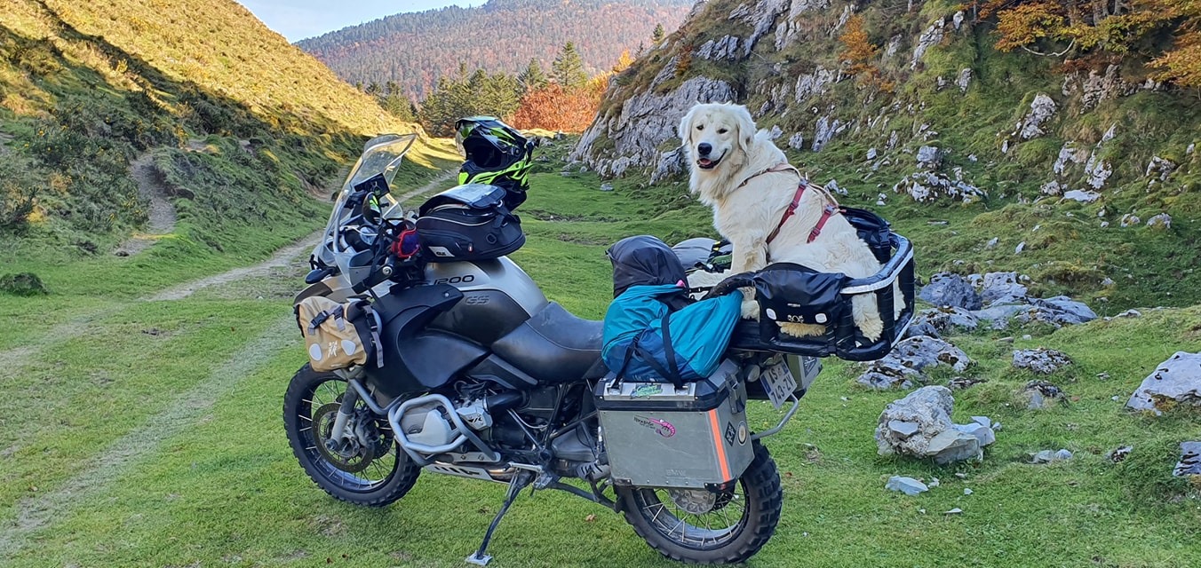 Faire de la moto avec un gros chien, c’est possible !